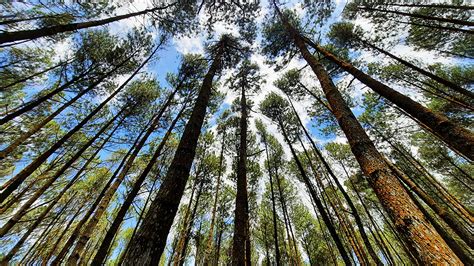 Hutan Pinus Caruy